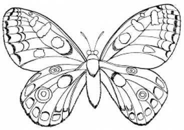 Бабочка красивые бабочки хорошего качества 