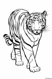 Тигр Раскраски с тиграми