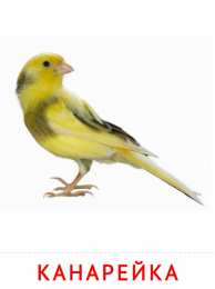 Птицы Канарейка