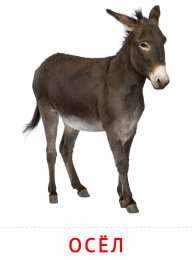 Животные Карточки животные