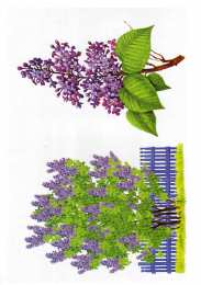 Окружающий мир Карточки с деревьями кустарниками листьями и грибами