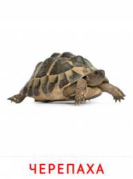 Животные Карточки животные