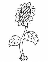 Подсолнух Подсолнух