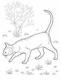 Коты для девочек Кот на природе