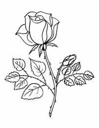 Роза Цветок розы