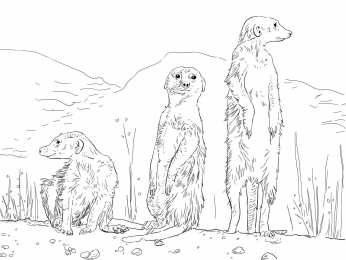 Сурикат Сурикаты стоят на задних лапках