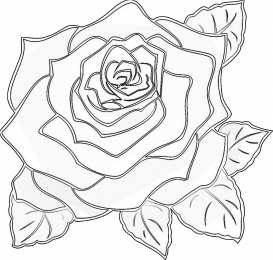 Роза Цветок розы