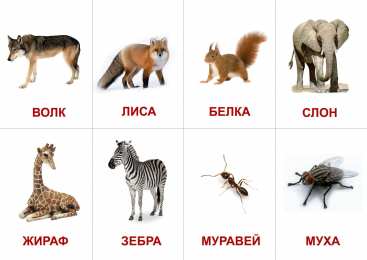Окружающий мир Карточки с животными и насекомыми