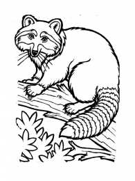 Енот Животное енот