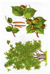 Окружающий мир Карточки с деревьями кустарниками листьями и грибами