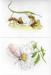 Насекомые Карточки с насекомыми 