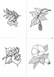 Окружающий мир Карточки с деревьями кустарниками листьями и грибами