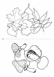 Окружающий мир Карточки с деревьями кустарниками листьями и грибами