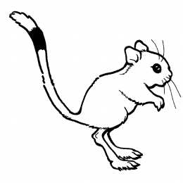 Тушканчик тушканчик. Животные степей. Грызуны