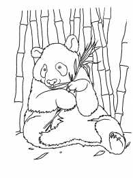 Панда Раскраски с пандами. на некоторых картинках панда ест бамбук