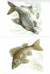 Рыбы Карточки с рыбами