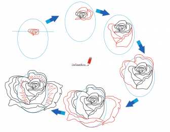 роза поэтапно Как нарисовать розу поэтапно