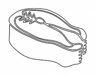 Мясо куски мяса для раскрашивания