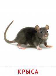 Животные Карточки животные