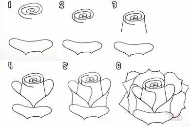 роза поэтапно Как нарисовать розу поэтапно