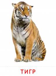 Животные Карточки животные