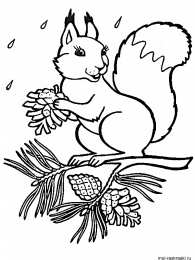 Белка Белка