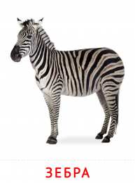 Животные Карточки животные