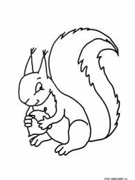 Раскраска Белка Белка Изучаем грызунов