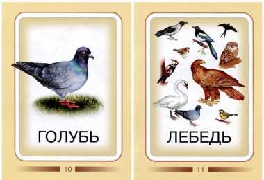 Птицы Карточки для изучения птиц с детьми