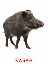 Животные Карточки животные