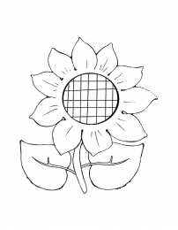 Подсолнух Подсолнух