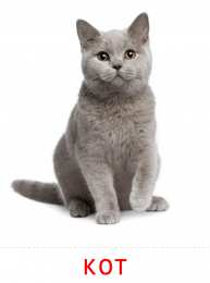 Животные Карточки животные