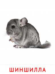 Животные Карточки животные