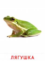 Животные Карточки животные