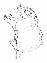 Барсук Барсук