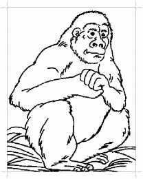 Горилла  Горилла. Большие обезьяны