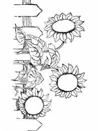 Подсолнух Подсолнух