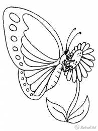 Насекомые Раскраски с насекомыми. Изучаем с ребенком окружающий мир