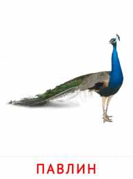 Птицы Карточки птицы