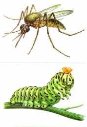 Насекомые Карточки с насекомыми 