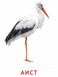 Птицы Карточки птицы