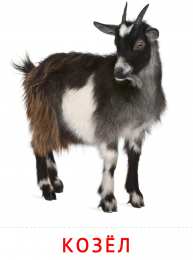 Животные Карточки животные