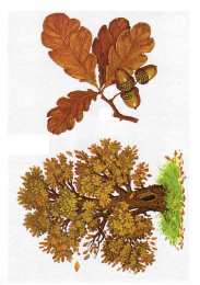 Окружающий мир Карточки с деревьями кустарниками листьями и грибами