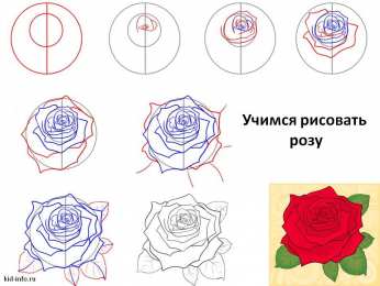 Раскраска роза поэтапно Как нарисовать розу поэтапно учимся рисовать цветы