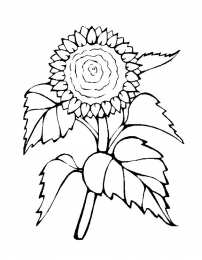 Подсолнух Подсолнух