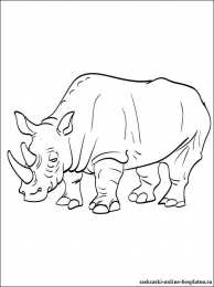 Носорог Животные Африки. Носорог