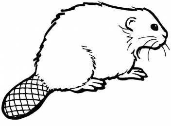 Бобер Животное бобер. Бобры могут строить платины и грызть деревья