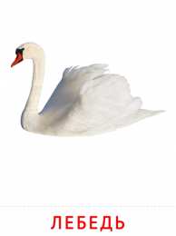 Птицы Карточки птицы