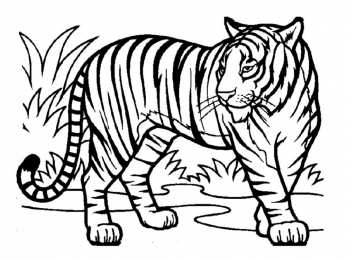 Тигр Раскраски с тиграми