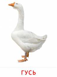 Птицы Карточки птицы